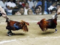 Masih Dijumpai Perjudian Sabung Ayam Dan Dadu di Desa Plosoreo Kecamatan Kepung, APH Bungkam
