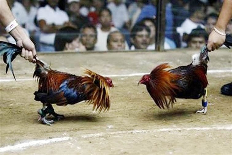 Masih Dijumpai Perjudian Sabung Ayam Dan Dadu di Desa Plosoreo Kecamatan Kepung, APH Bungkam