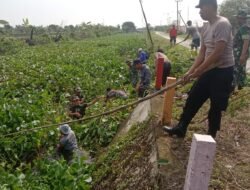 Koramil Karanggeneng Berantas Eceng Gondok