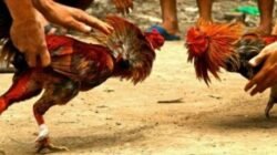 Gawat : Maraknya perjudian di Dusun Suka Banteng Desa Karangsoko, Trenggalek Terkesan di Biarkan Oleh APH Setempat
