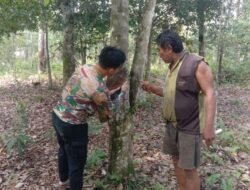 Jalin Komsos Personel Satgas TMMD Bantu Warga Sadap Karet