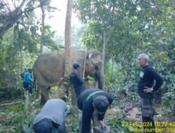 Anggota Polsek Simpang Jernih Dampingi Petugas Medis Tangani Seekor Gajah Liar Yang Sakit
