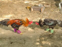 Kembalinya Aktivitas Perjudian Sabung Ayam Wilayah Polsek Kediri, Terkesan APH Lalai, Ada Apa ???