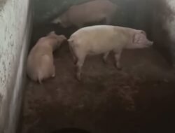 Diduga Tempat Pemeliharaan Babi Potong Mencemarkan Bauk Busuk Dan Jorok Menyesak ke Nafas