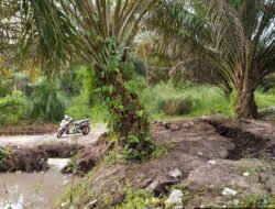 Tambang timah di perkebunan sawit desa dellas tanpa ada tindakan tegas dari aph