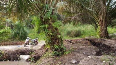 Tambang timah di perkebunan sawit desa dellas tanpa ada tindakan tegas dari aph