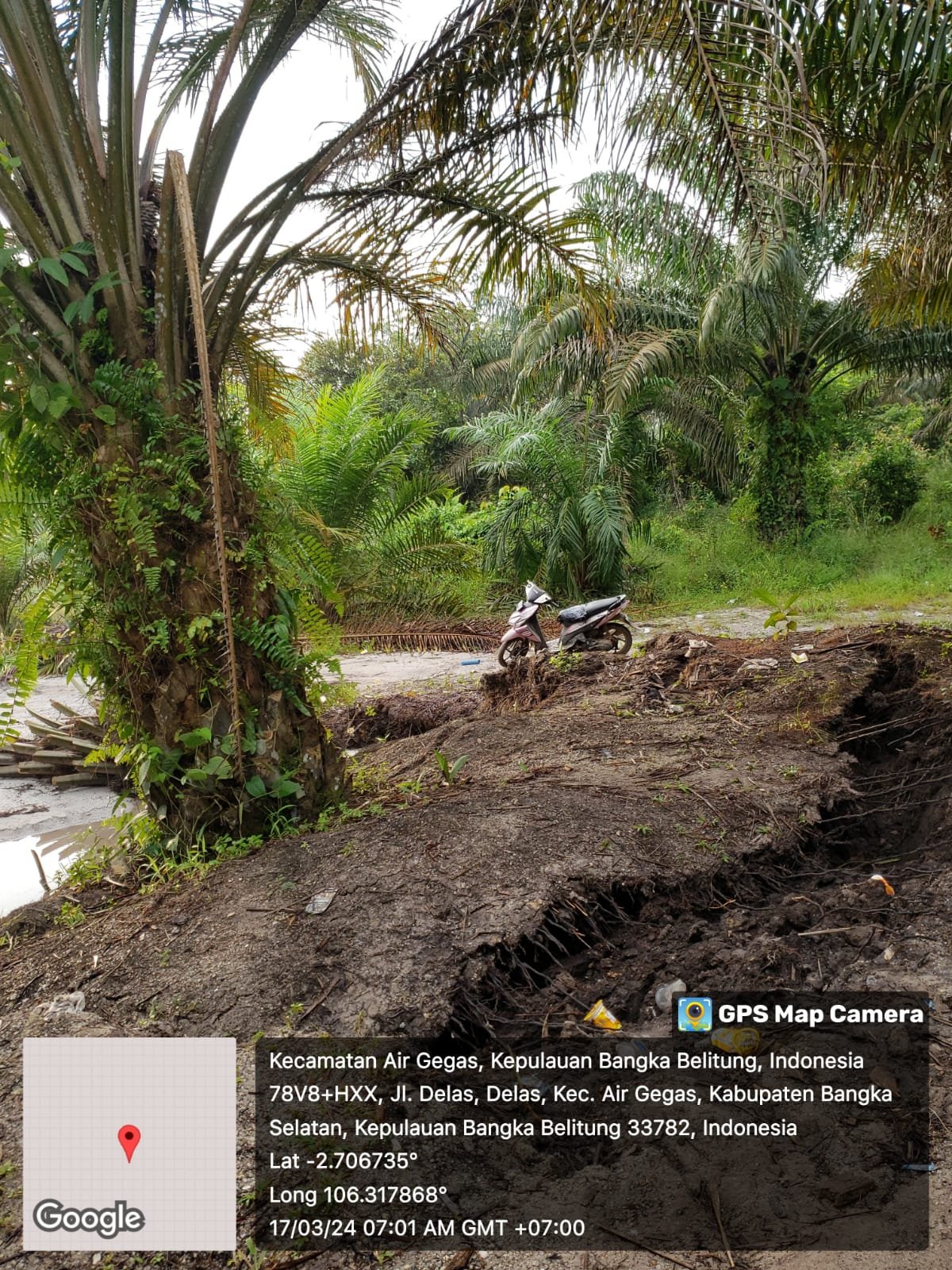 Tambang timah di perkebunan sawit desa dellas tanpa ada tindakan tegas dari aph