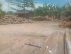 Penampung kayu diduga iilegal milik afong Padang baru