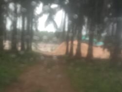 Sudah pernah di lakukan tindakan tegas dari aph para pekerja tambang timah di PT gbsl dusun ibul masih membandel