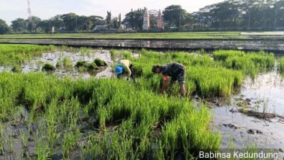 Target Swasembada Pangan, Babinsa Koramil 0815/19 Magersari Bersama Poktan Sri Rejeki Siapkan Penanaman Padi