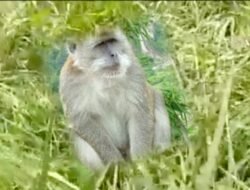 Masyarakat petani Tiyuh karta Tubaba Resah Ratusan monyet merusak Tanam Tumbuh di lahan mereka