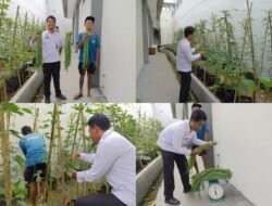 Panen Raya Kacang Panjang, Rutan Kelas IIB Kotaagung Sukses Kembangkan Program Kemandirian WBP