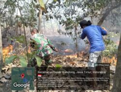 Detik-Detik Hutan Jati 1,3 Hektare di Temuireng Terbakar! Aksi Sigap Koramil Dawarblandong dan Warga Gagalkan Api Meluas