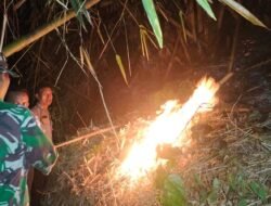 Siaga Petang! Babinsa dan Tim Gabungan Berjibaku Padamkan Kebakaran Hutan Jati 1,5 Hektare di Sumberjati Mojokerto