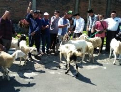 Amanatul Ummah Berqurban 50 Sapi dan 250 Kambing