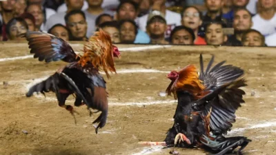 Masyarakat Resah, Masih Beraktivitas Perjudian Di Wilayah Trenggalek, APH Terkesan Tutup Mata